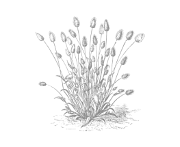 Reetablering av vegetasjon